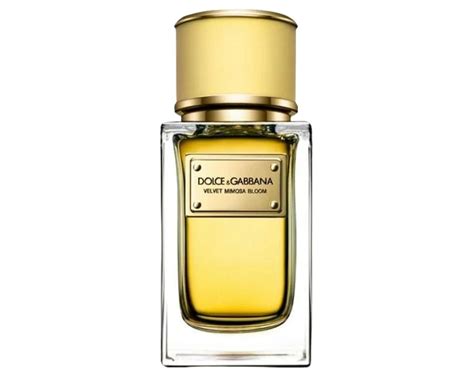 Velvet Mimosa Bloom Dolce&Gabbana for women 